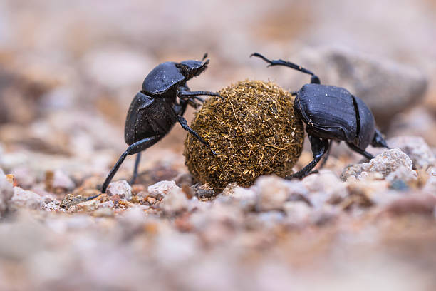 Sacred Scarab